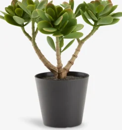 JOSTEINPlanta artificial JOSTEIN A23cm Crassula ovata