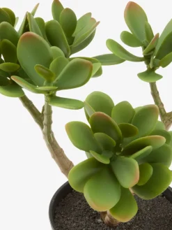 JOSTEINPlanta artificial JOSTEIN A23cm Crassula ovata