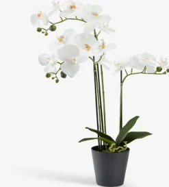 MATINUSPlanta artificial MATINUS A62cm orquídea blanca