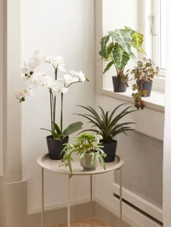 MATINUSPlanta artificial MATINUS A62cm orquídea blanca